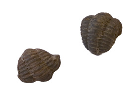 Zkamenliny